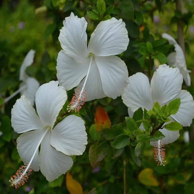 Image of Rare Live Hibiscus Gudhal (गुडहल) Flower Plant, Live Garden Plant Nursery Outdoor Living, Hibiscus rosa-sinensis Flower Plant, Lucky Plant For Home