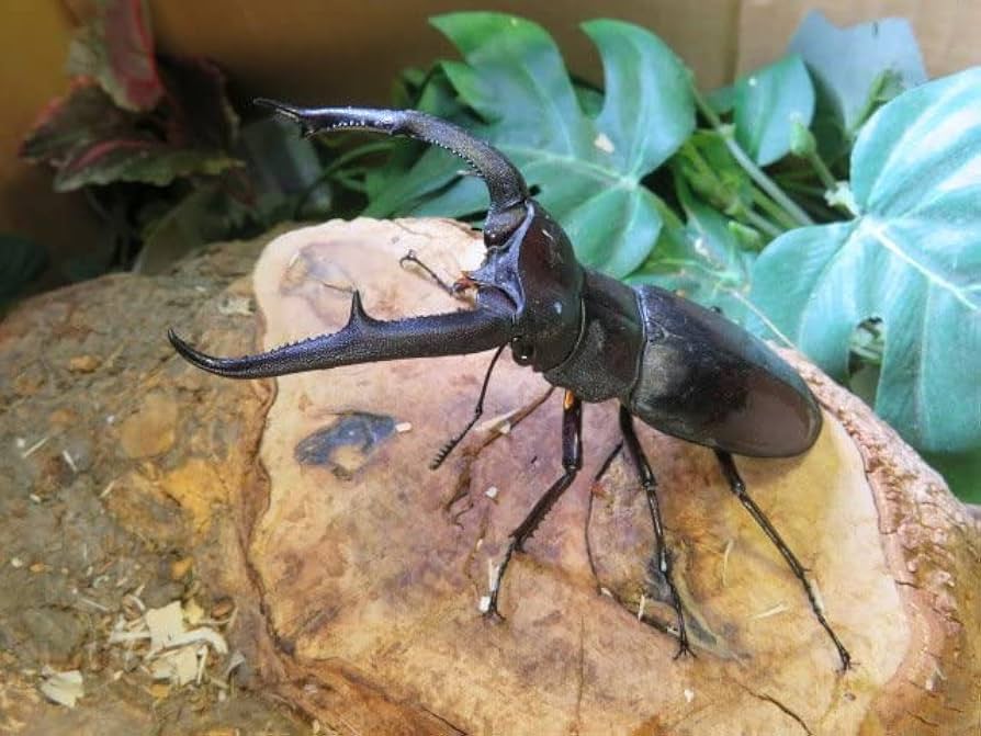 訳アリ確認用。マンディブラリス