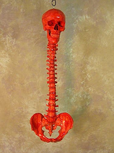 Skeleton Skull w/Spine- Life-Size- 2nd Class- Blood Version