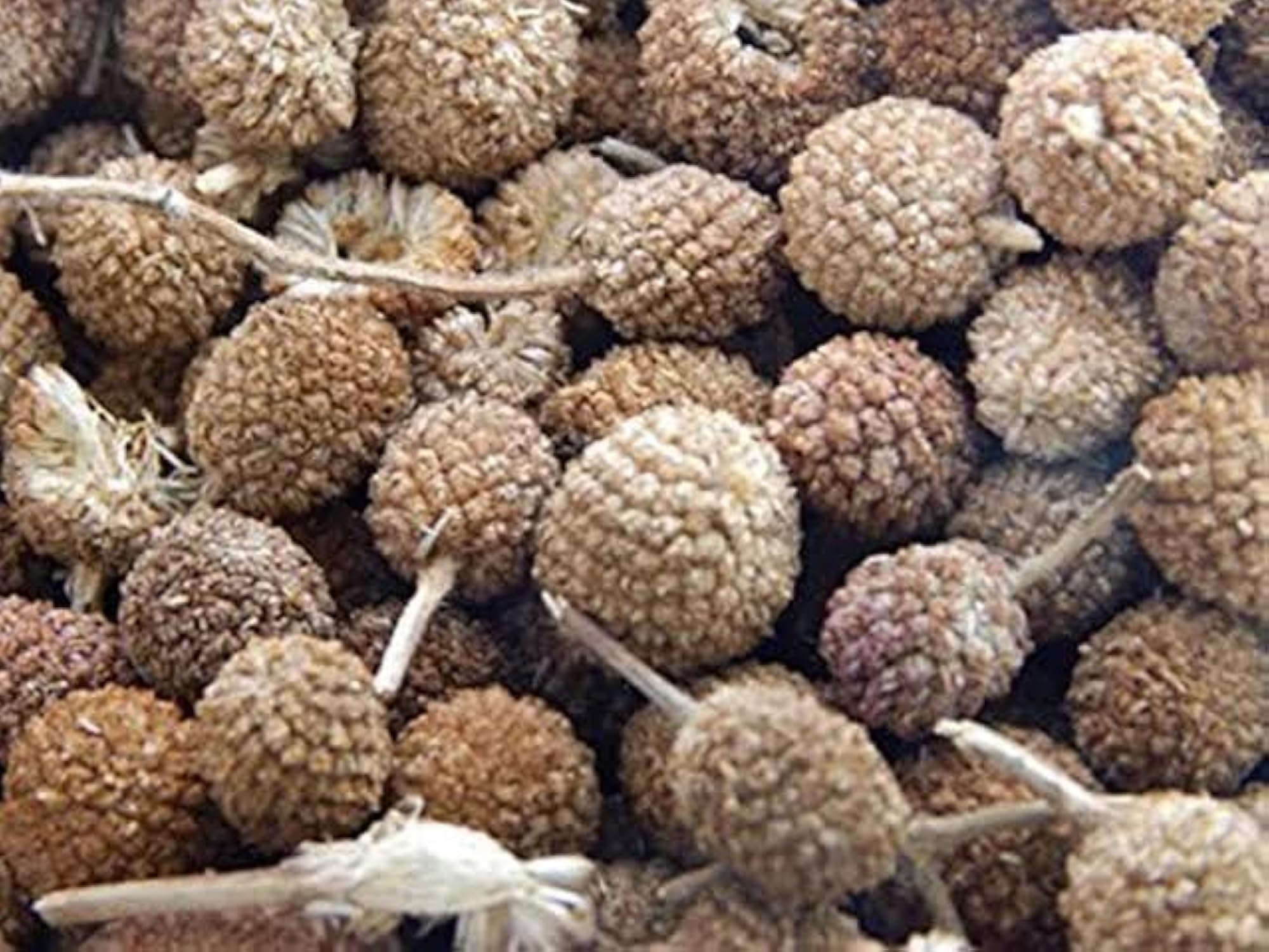 Gorakmundi - Sphaeranthus Indica Dried Herb, 250g