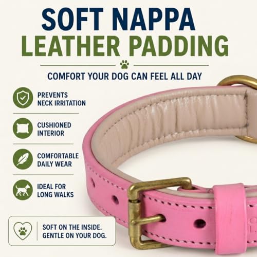 Image of Genuine Leather Dog Collar, Light Pink, Medium, Brass Buckle, Padded | 1 Inch Wide, Fit Neck Size - 14.5 inch - 18.5 inch, Double D Ring, Adjustable, Thick Leather, Heavy Duty, Soft Leather padding