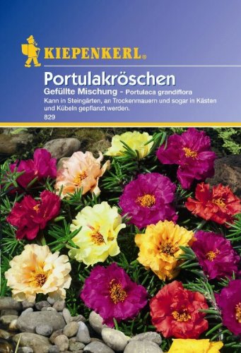 Portulaca grandiflora Portulakröschen gefüllte Mischung