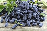 Honeyberry Blue Honeysuckle Seeds, Lonicera Caerulea, Edible Fruit Shrub, 300 Seeds