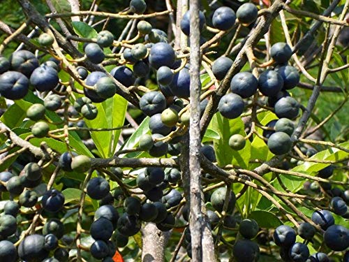 Rudraksha plant seeds of nepal (6 seed) (B0C3DH7FYG) Amazon Price History, Amazon Price Tracker