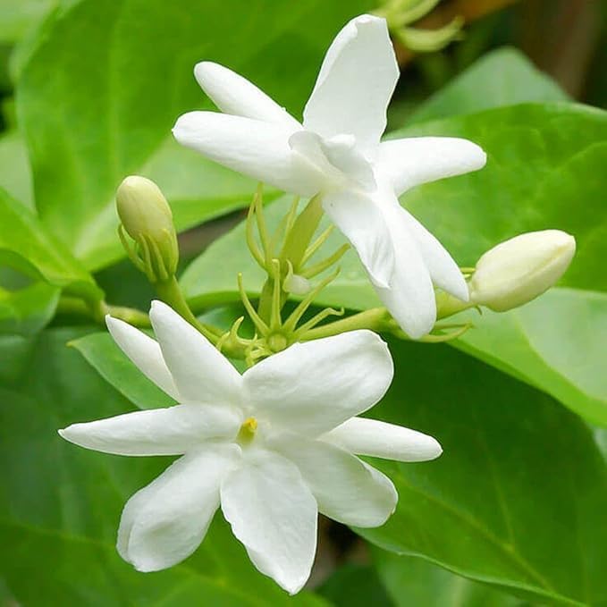 Image of Live Indoor Outdoor Flower Jasmine Plant Juhi Flower Plant Plastic Pot Pack Of 1 (JUHI FLOWER PLANT)