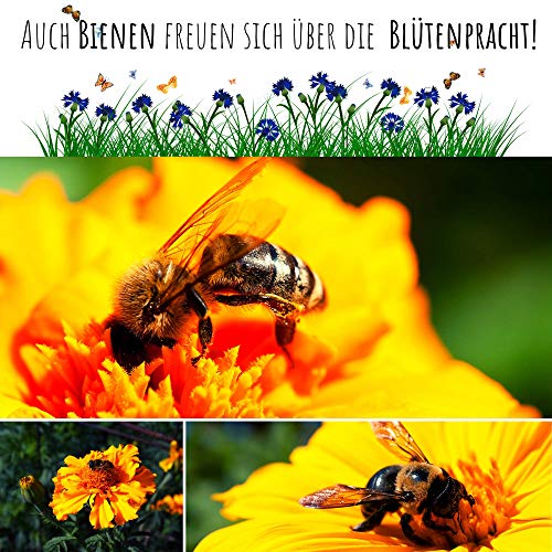 Ringelblumen Samen (Calendula Officinalis) - Vielseitige Heilpflanze mit essbaren Blüten & ideal für eine bunte Blumenwiese (Abendrot)
