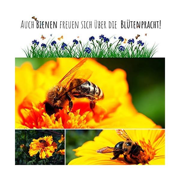 Ringelblumen Samen (Calendula Officinalis) - Vielseitige Heilpflanze mit essbaren Blüten & ideal für eine bunte… – Bild 6