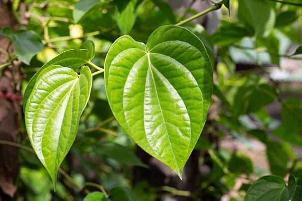 Golden Bloom Pan Betel Leaf Magai Paan,Meetha Paan (Sweet Paan) Healthy Live Plant (Above 6 Inch) Pack of 1 (B0D8C2PXKJ) Amazon Price History, Amazon Price Tracker