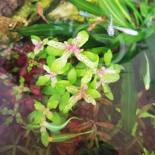 semi acquatici resistenti, da balcone resistenti di perenni, perenni, stagno decorativo 250pcs