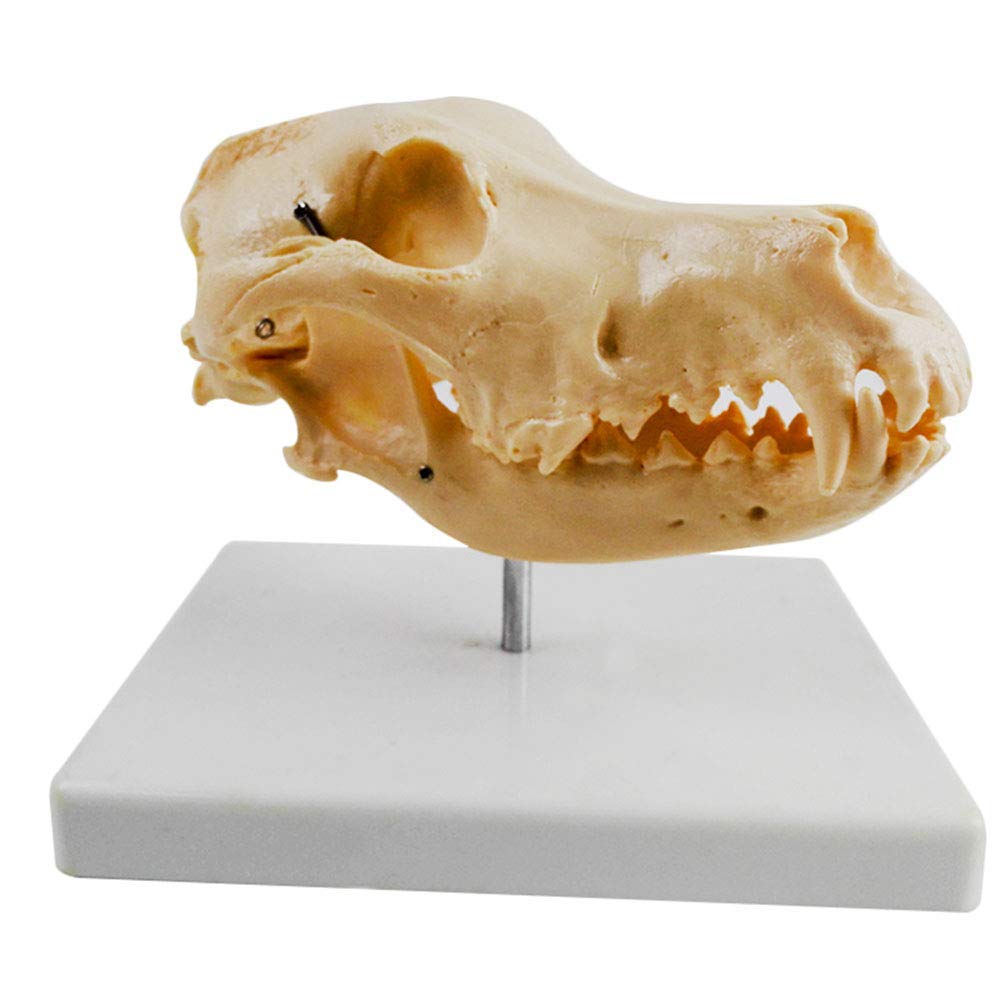 sjdoPulse Canine Dog Skull Model - Medical Anatomical Animal Skull Model - Canine Skeleton Model - Dog Bone Anatomical Medical Teaching Model - for Veterinary Teaching Model (Big)