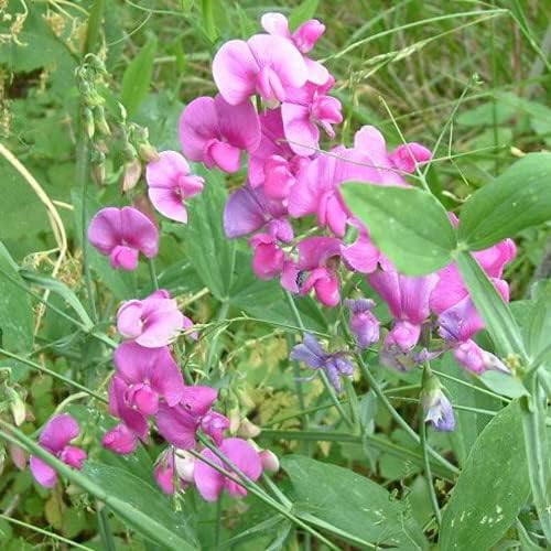 Plant World Seeds Lathyrus Latifolius Seeds (Climber Seeds) Amazon.co.uk Garden