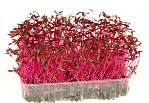 Raunak Seeds Microgreens Red Amaranthus leaf 50 seeds pack (B071R833JB) Amazon Price History, Amazon Price Tracker