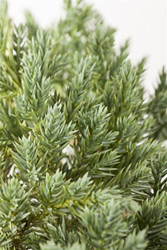 Juniperus squamata 'Blue Star' 60 cm – Immergrün, Winterhart, Pflegeleicht – Blauer Zwergwacholder – Konifere für Steingarten & Kübel