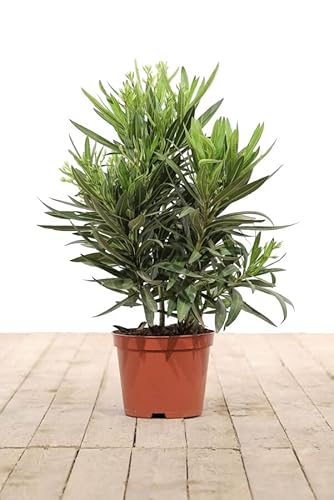 Nerium Oleander Natural Arbusto para el Jardín o la Terraza - Adelfa Blanca