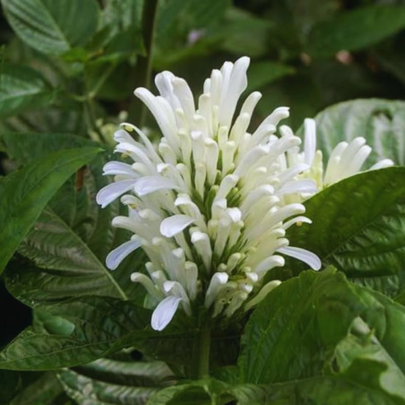 2 Live Shrimp Plant for Growing, 3 to 5 Inc Tall, White Shrimp Plant Pot, Shrimp Live Plant, Shrimp Plants Live Indoor Outdoor