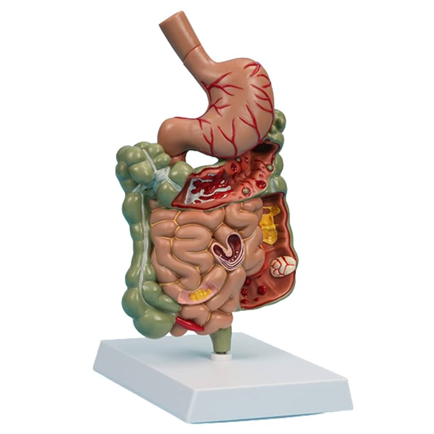 主体形成の教育学 医学教育 模型 人間の消化器系解剖モデル 人間の胃モデル 医師