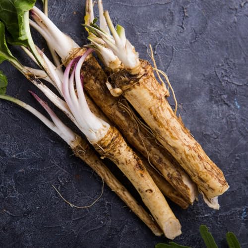 semi di rafano di perenni, fresche freschi di rafano, invernali, orto di indoor balcone 200pcs