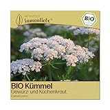 Samenliebe BIO Kümmel Samen | Echter Kümmel - winterhart - samenfestes BIO Saatgut