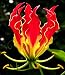 Gloriosa superba | Flame Lily | 10_Seeds