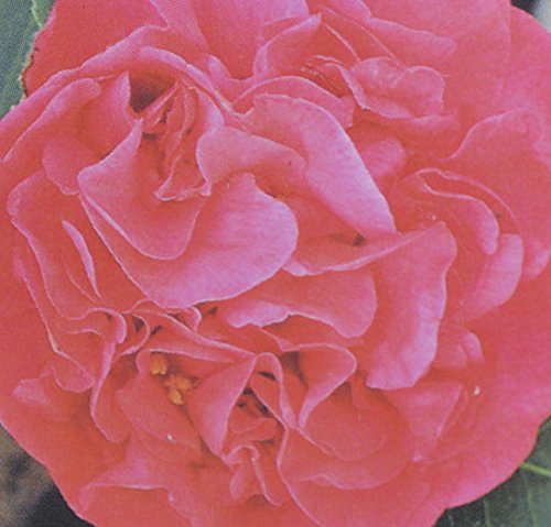 gardenexpert Camellia 'Kramers Supreme' 15cm Pot Size, Pink, 20x20x45 cm