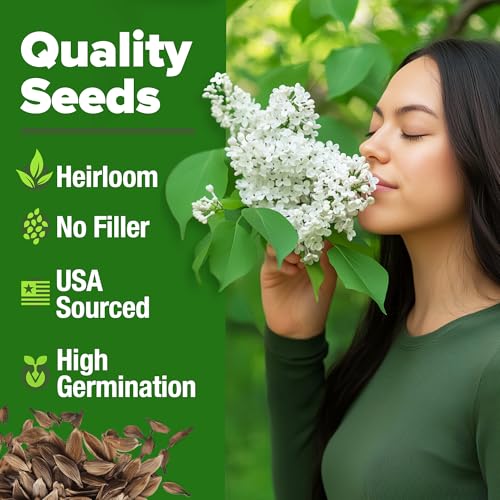 Image of HOME GROWN 53 White Lilac Flower Seeds Non-GMO, Heirloom Tree Seeds for Planting, Fragrant Flowering Tree Seeds for Landscaping, Pollinator Gardens, and Ornamental Borders (Syringa reticulata)