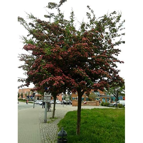 Rotdorn - Stämmchen, Crataegus laevigata Paul Scarlet, Höhe: 180-190 cm + Dünger