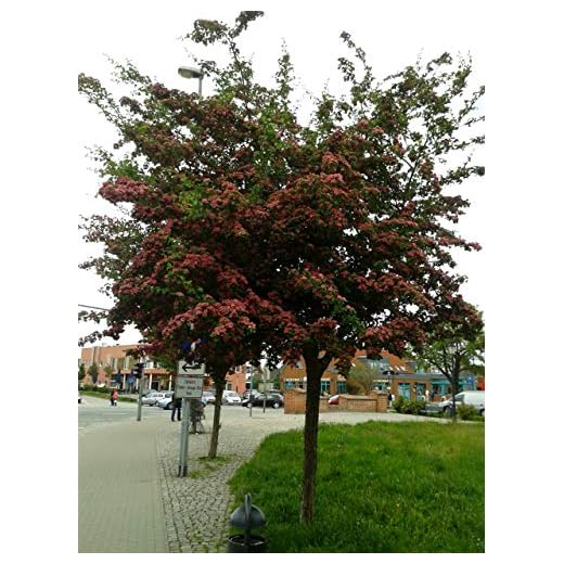 Rotdorn - Stämmchen, Crataegus laevigata Paul Scarlet, Höhe: 180-190 cm + Dünger