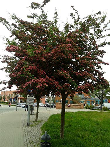 Rotdorn - Stämmchen, Crataegus laevigata Paul Scarlet, Höhe:...