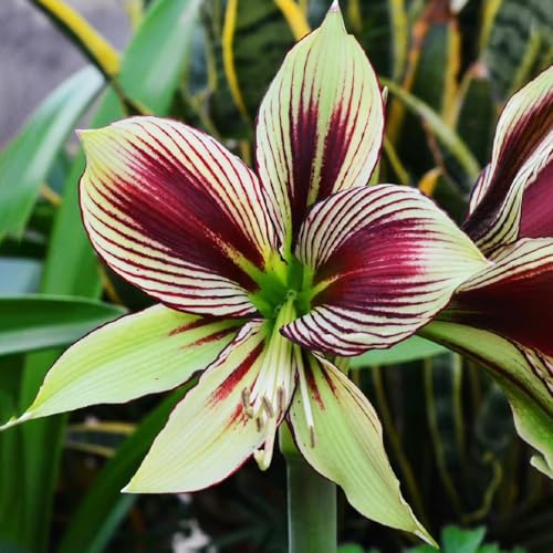 2 piezas bulbo de amarilis, bulbos de amarilis, flores de primavera bulbos plantas perennes Comprar bulbos de amarilis - Hippeastrum rutilum - plantas de jardín resistentes perennes,