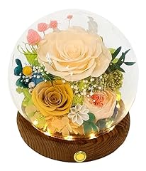 Champagne Rose, Yellow Rose, Yellow Austin Rose