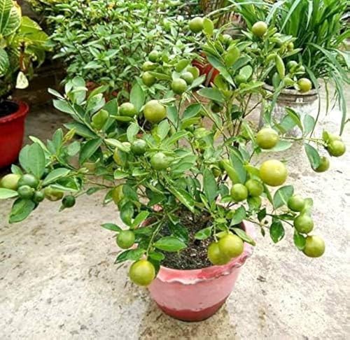 Image of Baramasi Grafted Hybrid Lemon Plant - All Season Kagzi Nimbu Tree for Home Garden | High Yield Fruit Plant Kagzi Lemon Tree Live Plant Hybrid Live Plant For All Season