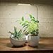 Juhefa Grow Light for Indoor Plants Growing, 6000K Full Spectrum Gooseneck Plant Lamp for Seedings Succulents Small Plants, 5 Dimming & 4/8/12/18H Timer (1 Pack)