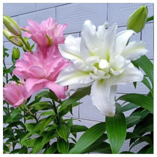 Bulbos de lirio oriental El misterioso lirio que florece año tras año. Deliciosa decoración floral perenne sorpresa-2bulbos-C