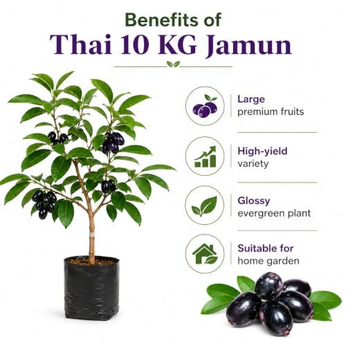 Image of Hybrid KG10 Thai King Size Jamun Plant Pack of 1 | Kg 10 Jumbo Jam Grafted Live Plant, Thai Variety Black Jamun Fruit Tree for Home Garden Planting | KJ4