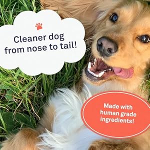 Petpost | Oatmeal & Chamomile Shampoo for Dogs with Dry Skin - Naturally Heals, Protects, Rejuvenates Dog Skin & Coat - Oatmeal, Chamomile, Aloe & Yucca Formula 8 oz. Petpost | Oatmeal & Chamomile Shampoo for Dogs with Dry Skin – Naturally Heals, Protects, Rejuvenates Dog Skin & Coat – Oatmeal, Chamomile, Aloe & Yucca Formula 8 oz.