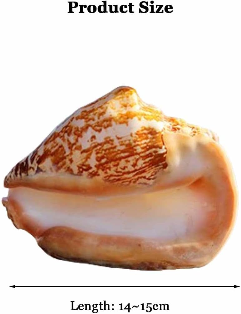 Ocean Conch Jumbo Seashells ， Natural Sea Shells, Shells Natural Large Shell of Conch Home Decorations 12~16Cm(14~15cm)