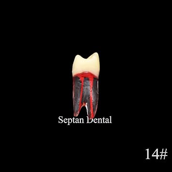 8Pcs Teeth Root Canal Model Endodontic File RCT Practice Pulp for Teaching Study