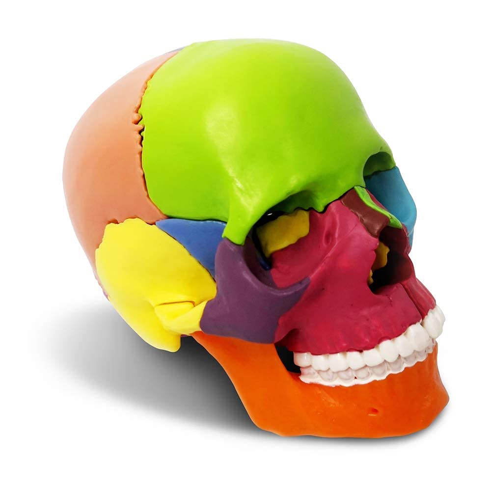 Modello a forma di teschio didattico, 15 pezzi, modello di teschio anatomico, cranio esploso, insegnante medico, studio di formazione, puzzle con teschio