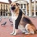 Shwdsy Gummi Verband Hund, Verstellbar Leckschutz Hund Hinterbein, Schwarz Hundebeinschutz, zur Stützung und zum Schutz der Vorder- und Hinterbeine von Hunden