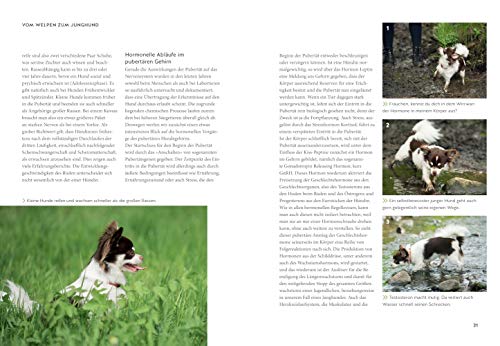 Wenn der Welpe zum halbstarken Hund wird: Gelassen durch die Hunde-Pubertät (überarbeitete und aktualisierte Neuausgabe) (GU Welpen)