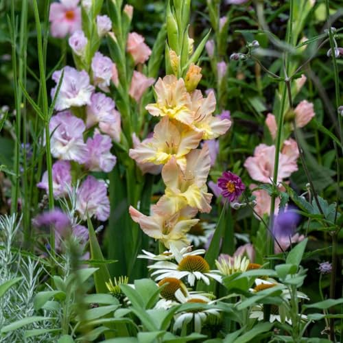 Plant in a Box - Glaïeuls - Mélange de 60 - Bulbes de glaïeuls - Glaïeuls à floraison abondante aux couleurs pastel - Jardin d'été - Floraison estivale