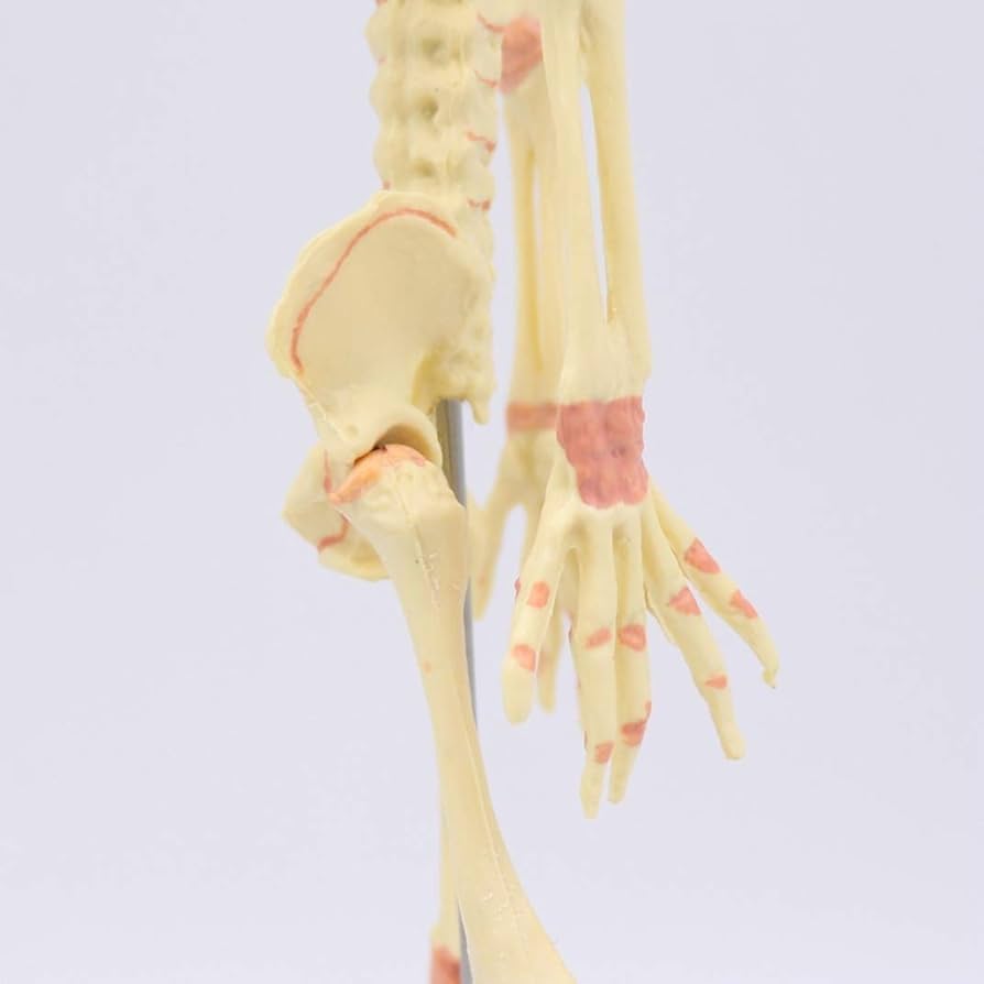 ＃180　1/2人体模型 約85ｃm プラスチック製 180 1/2人体模型 約85cm プラスチック製 Amazon.co.jp: JDSHSO