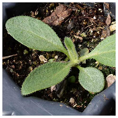 Everwilde Farms - 2000 Black-Eyed Susan Native Wildflower Seeds - Gold Vault Jumbo Seed Packet #TOP4