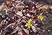 Bloomin Easy Diervilla splen. Firefly Nightglow (Bush Honeysuckle) Shrub, 3 Size Container, Yellow Flowers