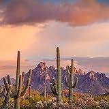 Tucson Songwriter