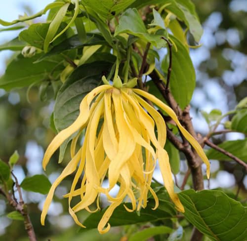 Aceite esencial de Ylang Ylang orgánico 5 mL miniatura 4