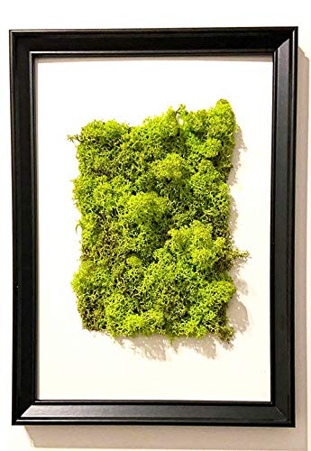Composition musc stabilisé Total Green poésie végétale 33x43 cm