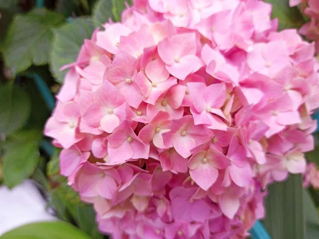 Athidhi Garden Hydrangea Flower (Flamingo Pink) Healthy Live Plant (B0B5Y6NN7Z) Amazon Price History, Amazon Price Tracker