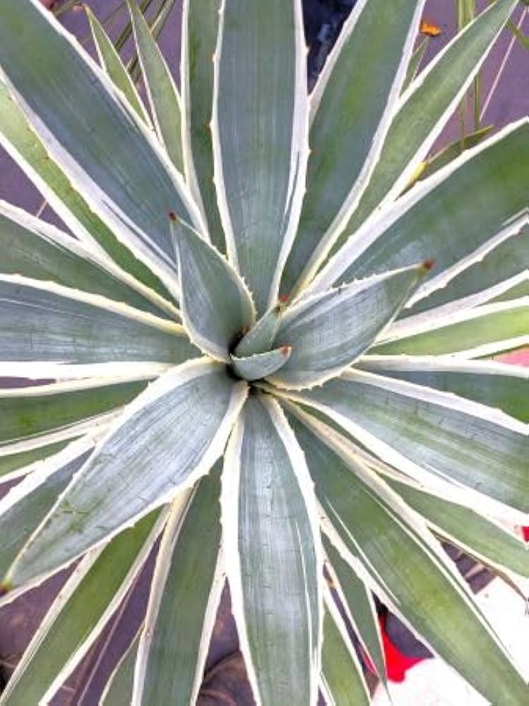 Amazon｜現品！大型 アガベ 白閃光 ハクセンコウ アングスティ