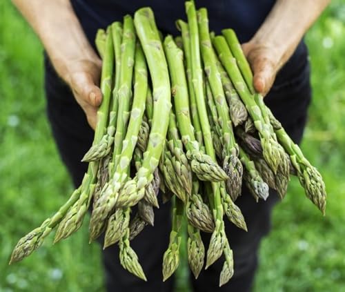 Jersey Giant Live Asparagus Bare Root Plants - 2yr Crowns